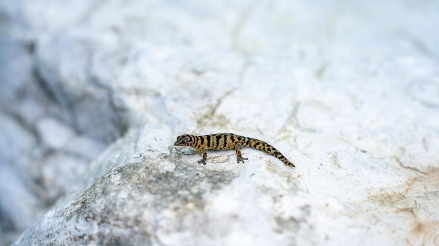 Del "peligro crítico" al "casi amenazado": reevaluación científica del gecko anillado de Samaná Del "peligro crítico" al "casi amenazado": reevaluación científica del gecko anillado de Samaná