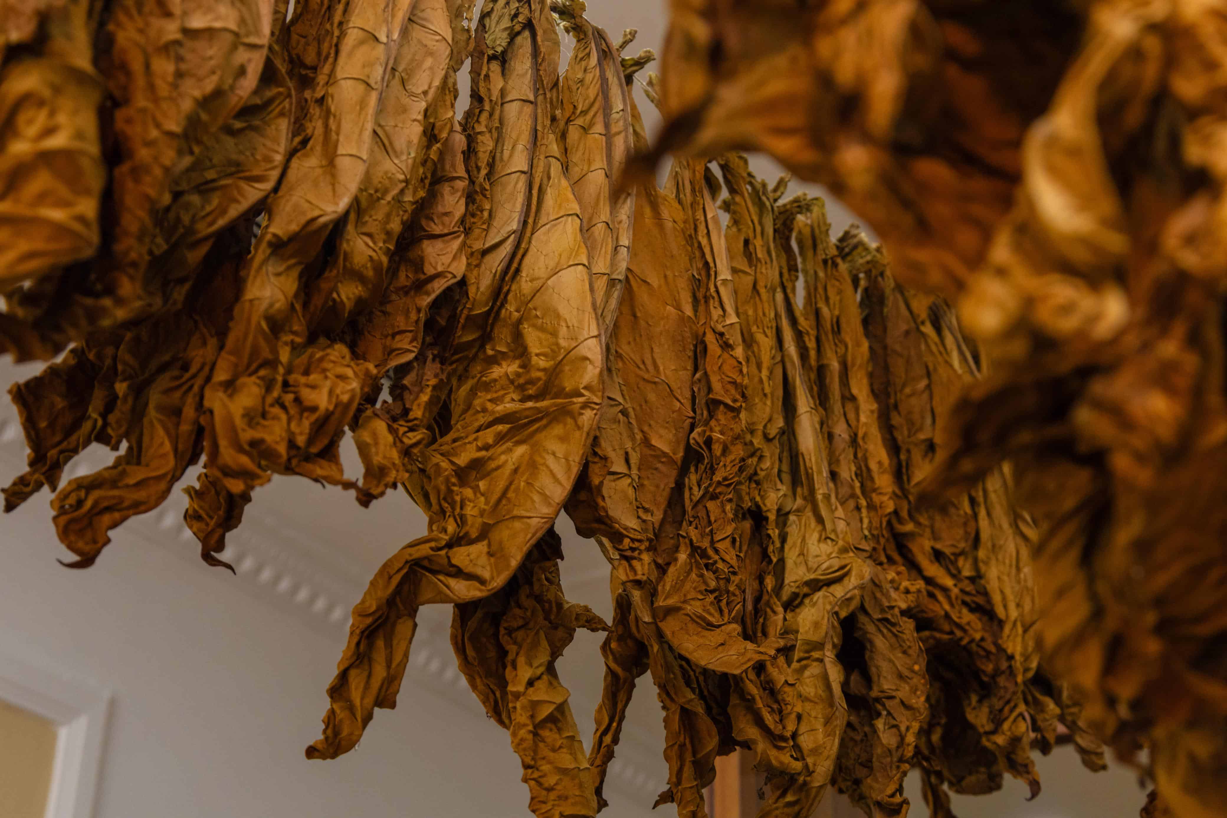Hojas de tabaco en el proceso de secado.