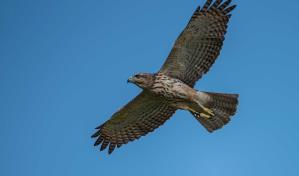 El Gavilán de la Española: Un símbolo de esperanza que celebra su 4to festival en el Zoodom