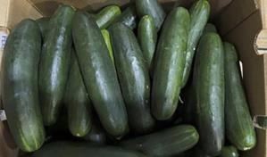 Más de 40 enfermos en 18 estados por brote de salmonela vinculado a pepinos en EE. UU. Más de 40 enfermos en 18 estados por brote de salmonela vinculado a pepinos en EE. UU.
