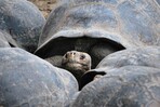 La ardua repoblación de tortugas gigantes de Galápagos: 9,500 repatriadas en medio siglo