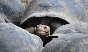 La ardua repoblación de tortugas gigantes de Galápagos: 9,500 repatriadas en medio siglo