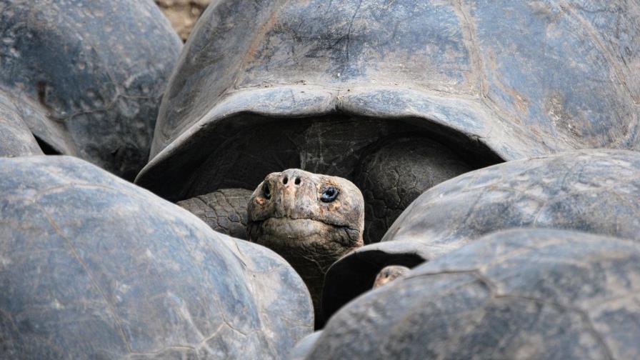 La ardua repoblación de tortugas gigantes de Galápagos: 9,500 repatriadas en medio siglo La ardua repoblación de tortugas gigantes de Galápagos: 9,500 repatriadas en medio siglo