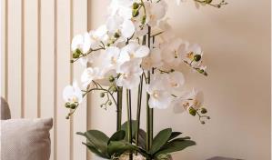 Las orquídeas, el adorno natural obligatorio de hoy