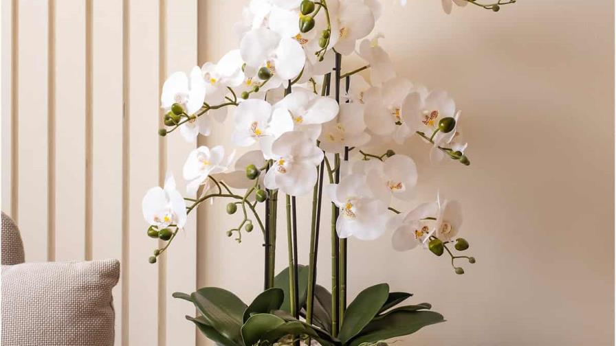 Las orquídeas, el adorno natural obligatorio de hoy Las orquídeas, el adorno natural obligatorio de hoy