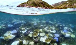 El futuro sombrío de los corales: la amenaza del calentamiento global sobre los arrecifes