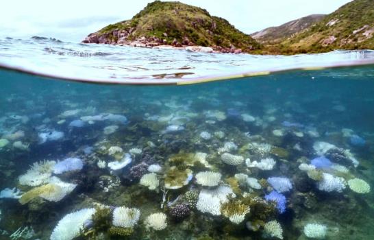 Los arrecifes a&uacute;n pueden regenerarse si se controla la subida de la temperatura del mar