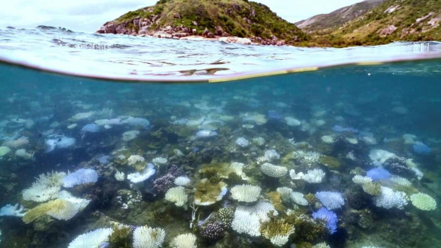 El futuro sombrío de los corales: la amenaza del calentamiento global sobre los arrecifes El futuro sombrío de los corales: la amenaza del calentamiento global sobre los arrecifes