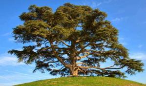 Descubren dos nuevas especies de cedro en bosques del oeste de Ecuador