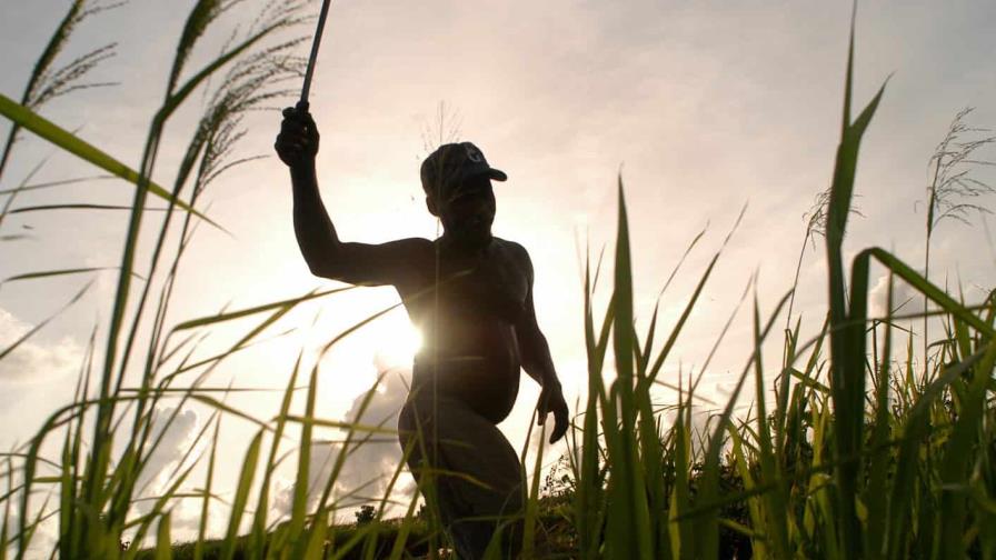 Agropecuaria y mano de obra haitiana Agropecuaria y mano de obra haitiana