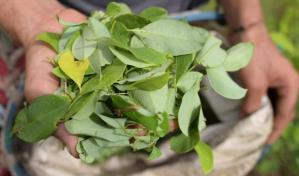 Pagar por arrancar coca: la apuesta de Colombia para golpear al narco