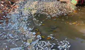 Crisis ambiental en Pedernales: Comunitarios aseguran sargazo "asfixia" la bahía de Juancho Crisis ambiental en Pedernales: Comunitarios aseguran sargazo "asfixia" la bahía de Juancho