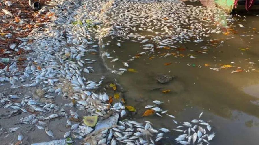 Crisis ambiental en Pedernales: Comunitarios aseguran sargazo "asfixia" la bahía de Juancho Crisis ambiental en Pedernales: Comunitarios aseguran sargazo "asfixia" la bahía de Juancho