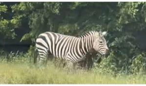 Una cebra mascota sigue suelta tras ser vista corriendo por una carretera en Tennessee, EE. UU.