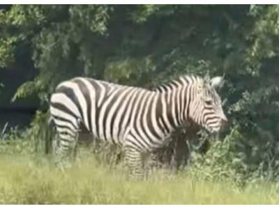 Una cebra mascota sigue suelta en Tennesse, EE. UU.