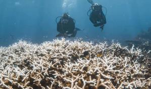 Corales congelados en el tiempo, una solución para la Gran Barrera en Australia