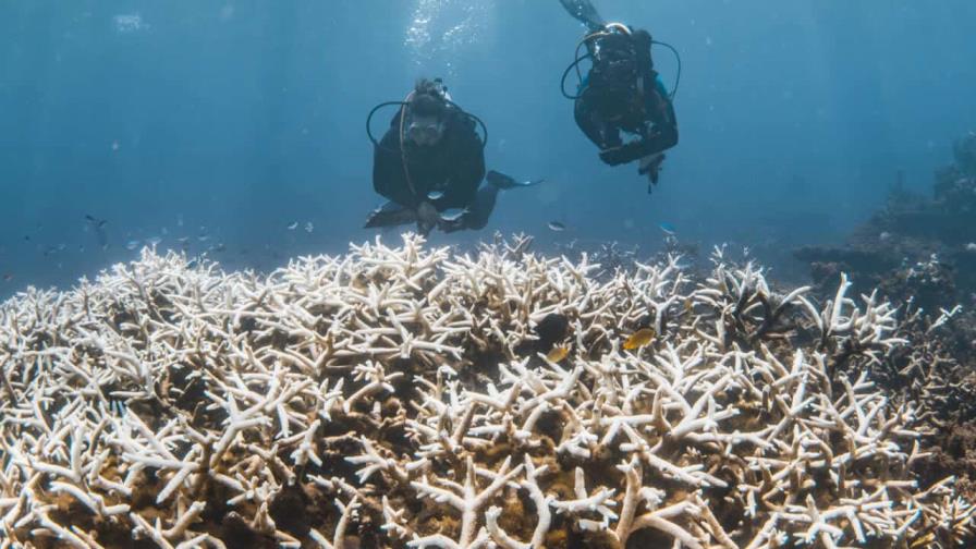 Corales congelados en el tiempo, una solución para la Gran Barrera en Australia Corales congelados en el tiempo, una solución para la Gran Barrera en Australia