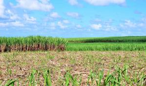 Hallan cad&aacute;ver en estado de descomposici&oacute;n en ca&ntilde;averal de La Romana