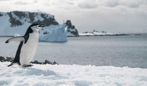 La contaminación acústica puede causar estrés y malestar a los animales de la Antártida La contaminación acústica puede causar estrés y malestar a los animales de la Antártida