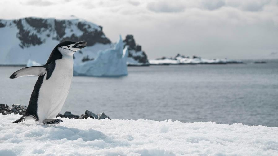 La contaminación acústica puede causar estrés y malestar a los animales de la Antártida La contaminación acústica puede causar estrés y malestar a los animales de la Antártida