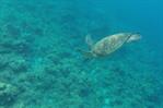 El 60 % del hábitat crítico para biodiversidad marina no tiene objetivos de conservación