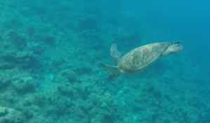 El 60 % del hábitat crítico para biodiversidad marina no tiene objetivos de conservación