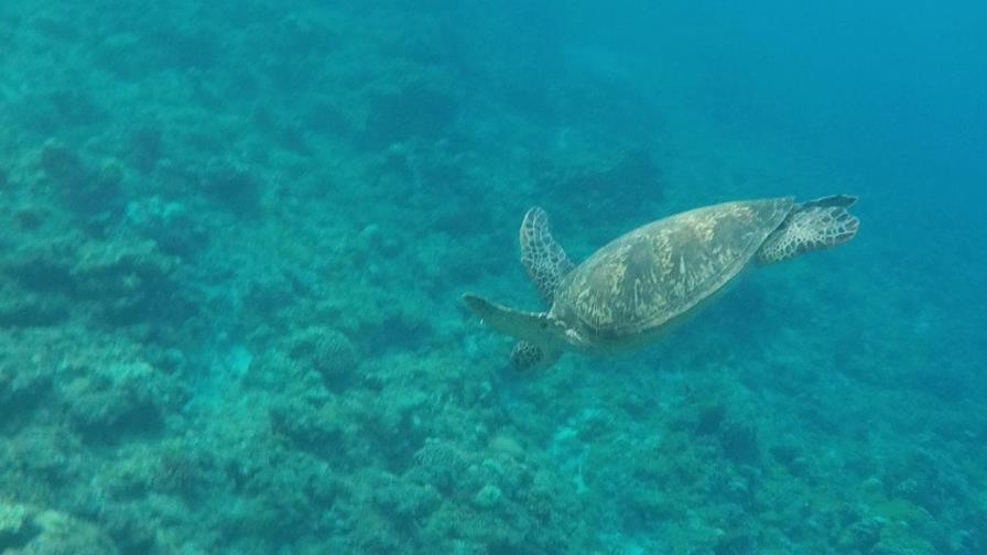 El 60 % del hábitat crítico para biodiversidad marina no tiene objetivos de conservación El 60 % del hábitat crítico para biodiversidad marina no tiene objetivos de conservación