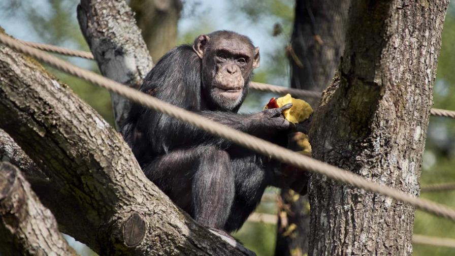 Los chimpancés se contagian de los bostezos de los androides