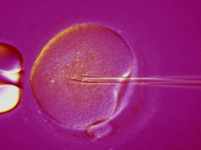 Trump anuncia plan para mejorar acceso a fecundación in vitro