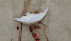 Ballena varada muerta fue encontrada en una playa de Río de Janeiro