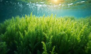 Crean un material basado en algas capaz de generar electricidad y a la vez ignífugo