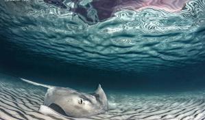 Una dominicana entre los mejores fotógrafos del océano