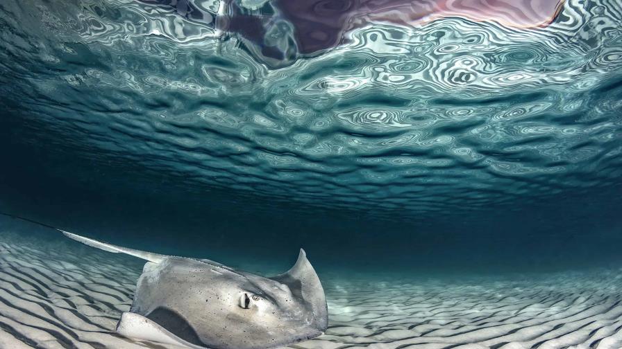 Una dominicana entre los mejores fotógrafos del océano Una dominicana entre los mejores fotógrafos del océano