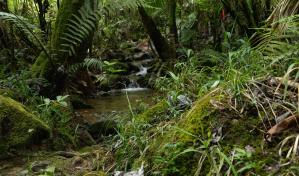 Reserva Ébano Verde: de la tala ilegal al orgullo por su conservación