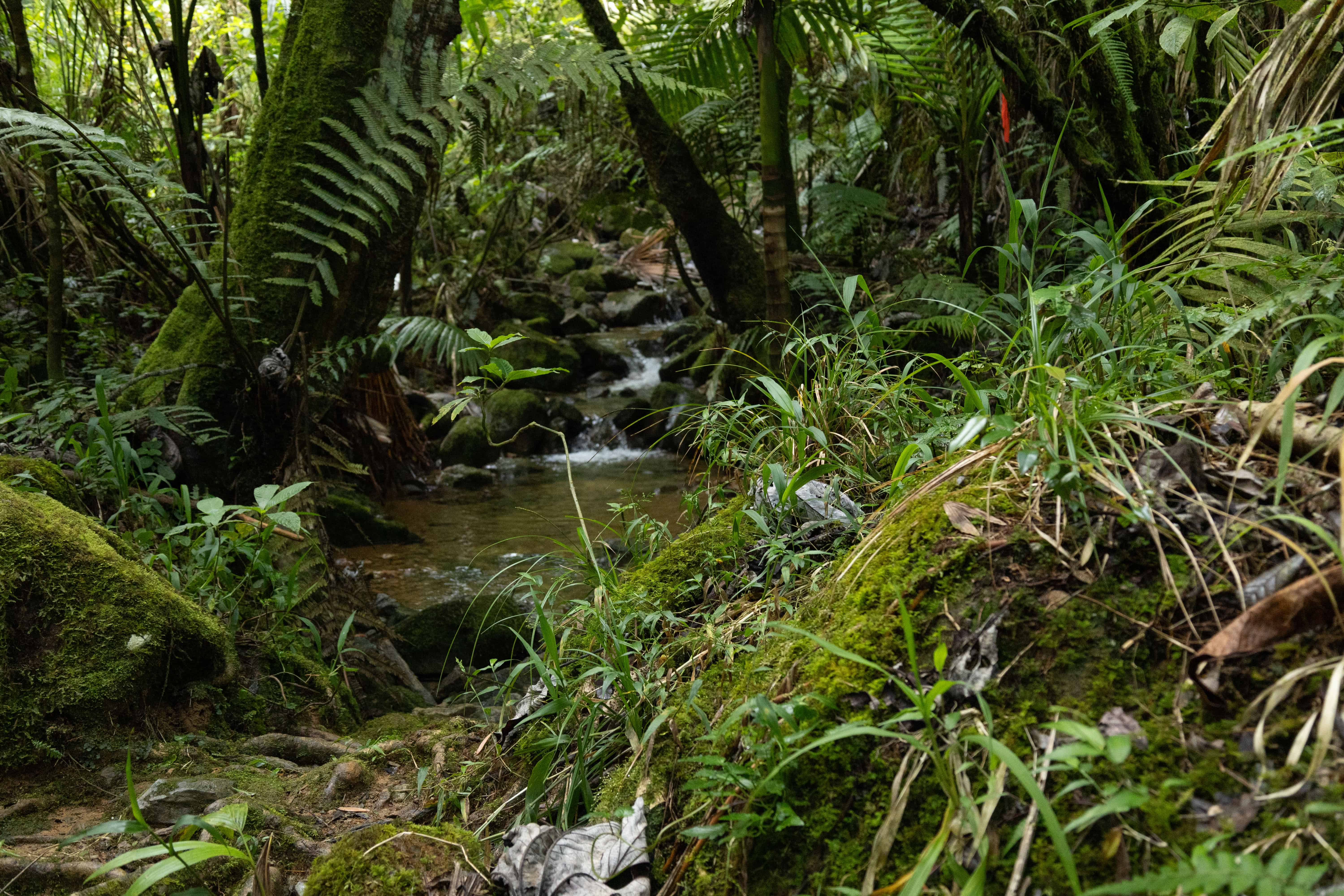 La reserva es valiosa por su diversidad biológica y el elevado endemismo de su flora y fauna.