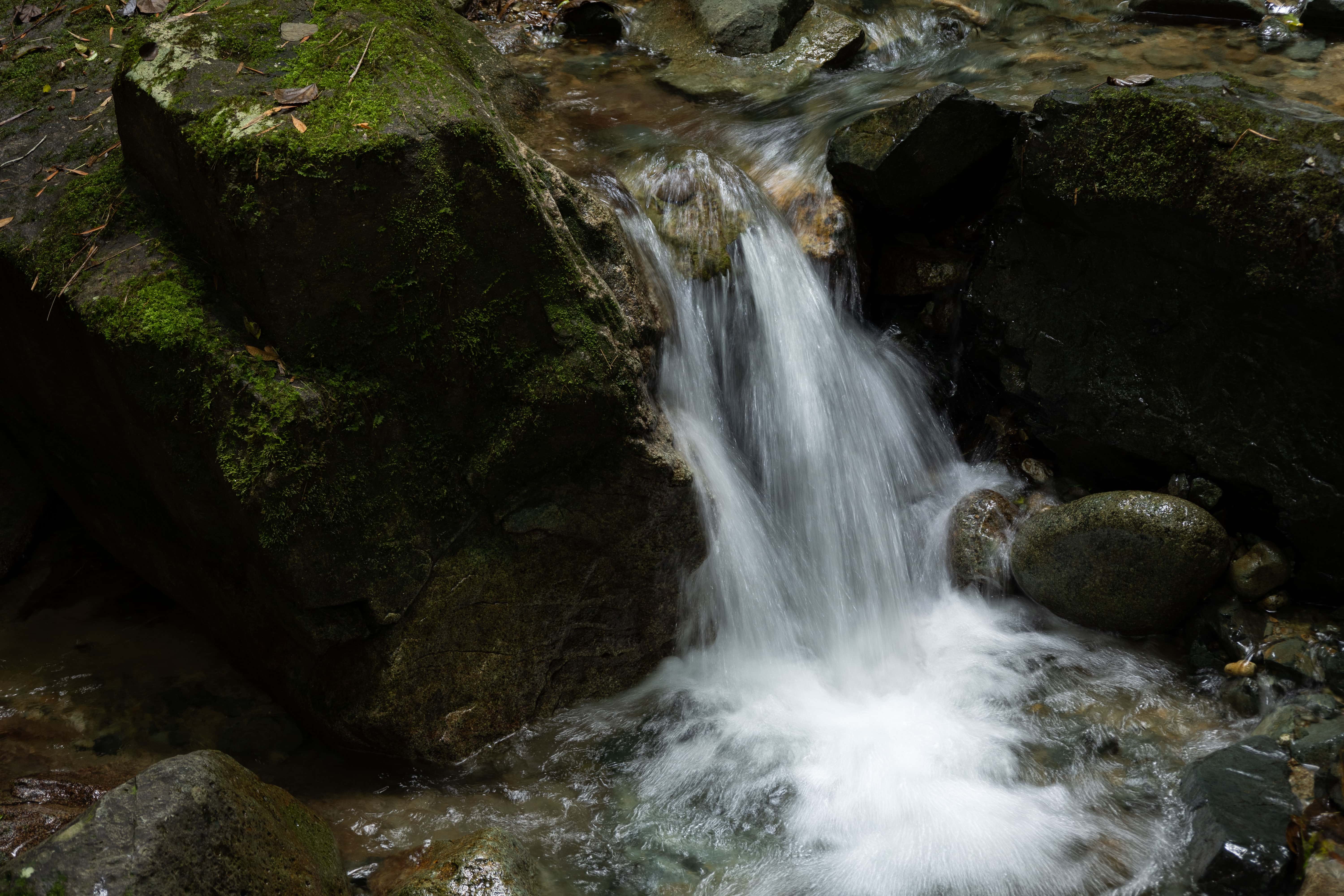 El área protegida ofrece varios servicios ecosistémicos, incluyendo la captación de agua. 