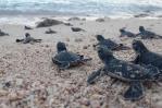 Fundación Eco-Bahía afirma más de 1,700 crías de tortugas marinas han sido protegidas en RD