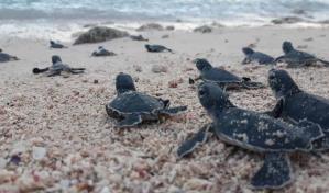 Fundación Eco-Bahía afirma más de 1,700 crías de tortugas marinas han sido protegidas en RD