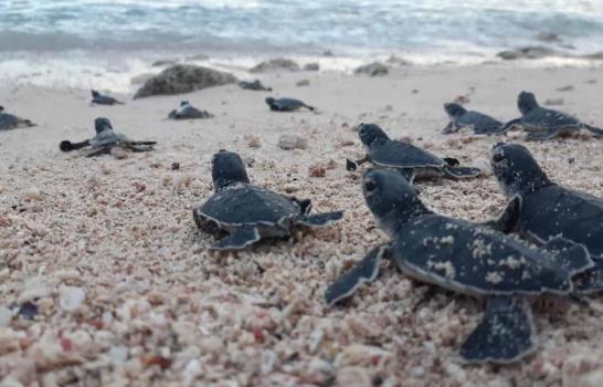 Autoridades contemplan uso de drones para detectar nidos de tortugas marinas