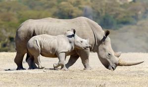 Ruanda acoge a 70 rinocerontes blancos reubicados desde Sudáfrica Ruanda acoge a 70 rinocerontes blancos reubicados desde Sudáfrica