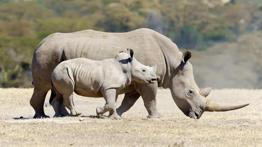Ruanda acoge a 70 rinocerontes blancos reubicados desde Sudáfrica Ruanda acoge a 70 rinocerontes blancos reubicados desde Sudáfrica