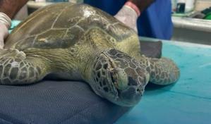 El Acuario Nacional rescata tortuga verde herida en playa de La Romana