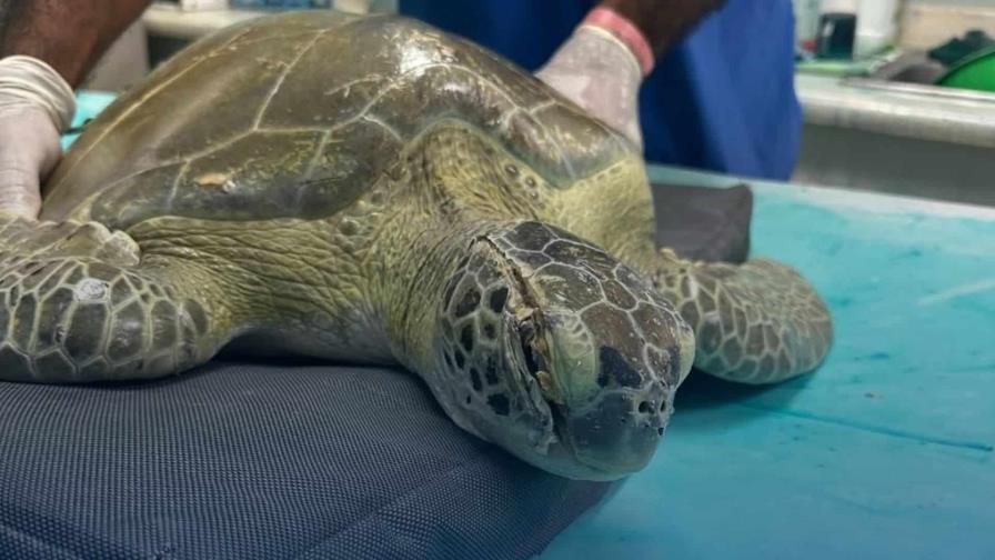 El Acuario Nacional rescata tortuga verde herida en playa de La Romana El Acuario Nacional rescata tortuga verde herida en playa de La Romana
