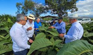 Santiago reina en la producción tabacalera con aproximadamente el 51 % del total nacional Santiago reina en la producción tabacalera con aproximadamente el 51 % del total nacional