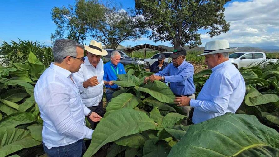 Santiago reina en la producción tabacalera con aproximadamente el 51 % del total nacional