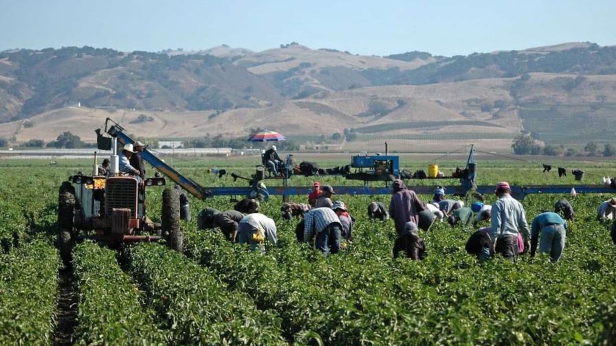 Inmigrantes indocumentados dejan los campos vacíos en EE. UU. por miedo a las redadas del ICE