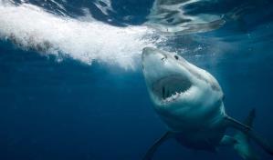 Una niña de nueve años resulta herida por un ataque de tiburón en una playa de Florida