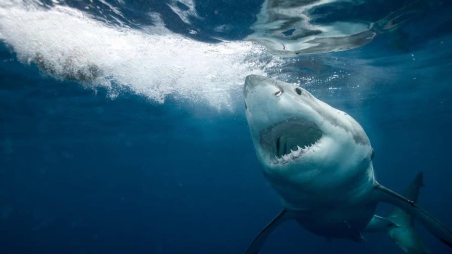 Una niña de nueve años resulta herida por un ataque de tiburón en una playa de Florida Una niña de nueve años resulta herida por un ataque de tiburón en una playa de Florida
