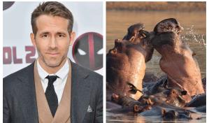 Ryan Reynolds desvela curiosidades de animales en la serie Underdog de National Geographic