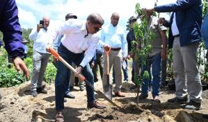 Agricultura introduce nuevos frutales en Constanza para potenciar exportación